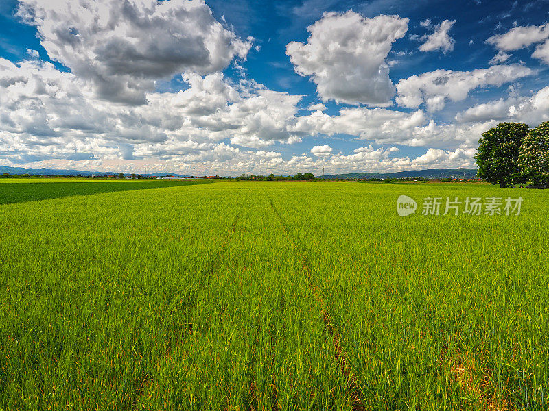 黑麦领域