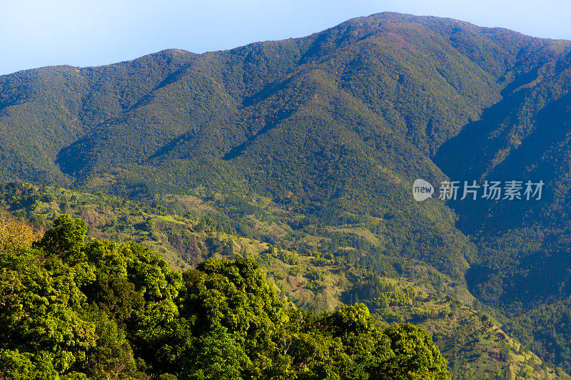 牙买加的蓝山