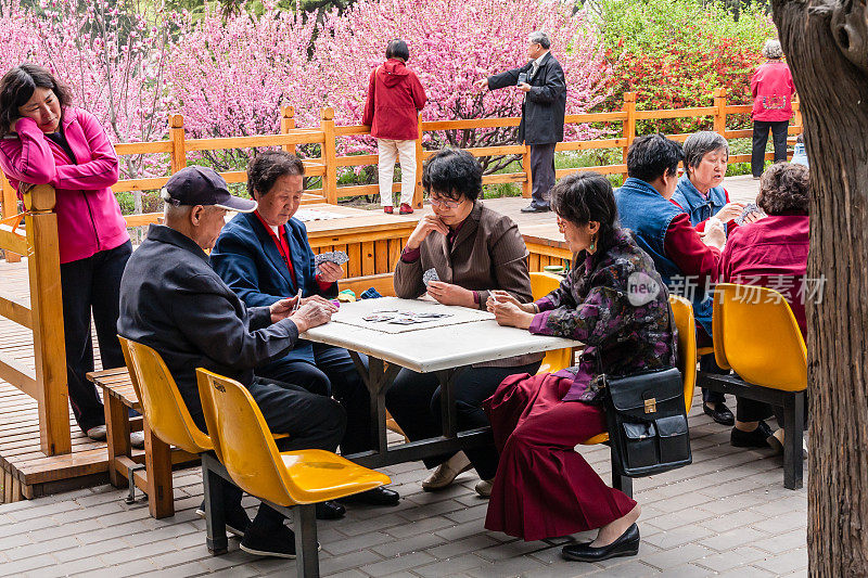 中国老年人在景山公园打牌