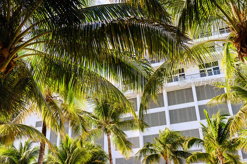 美国佛罗里达州迈阿密海滩酒店前的绿色棕榈叶