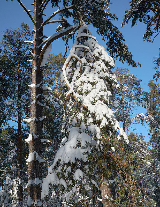 冬天的景色与积雪覆盖的松树在阳光下