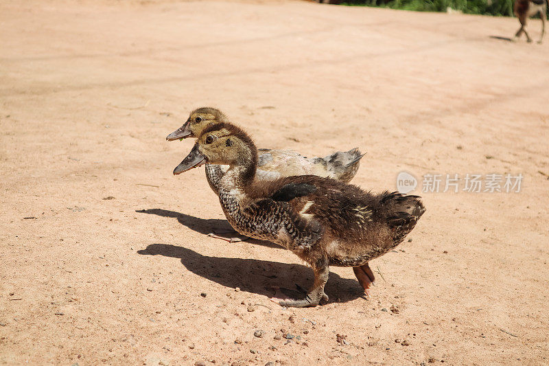 小鸭子在沙滩上行走