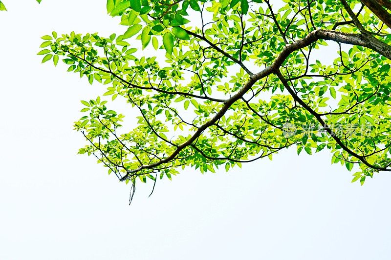 天空背景上的春叶