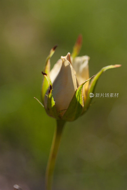 封闭的黄玫瑰花蕾象征着新的开始，友谊和欢乐