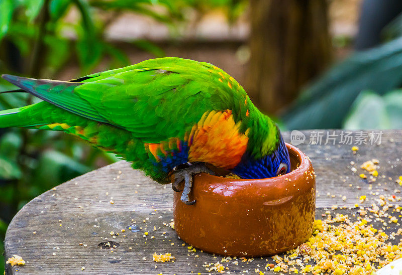 这是一个彩虹鹦鹉的特写镜头，它的头在喂食碗里，鸟的饮食和照顾，来自澳大利亚的热带动物物种