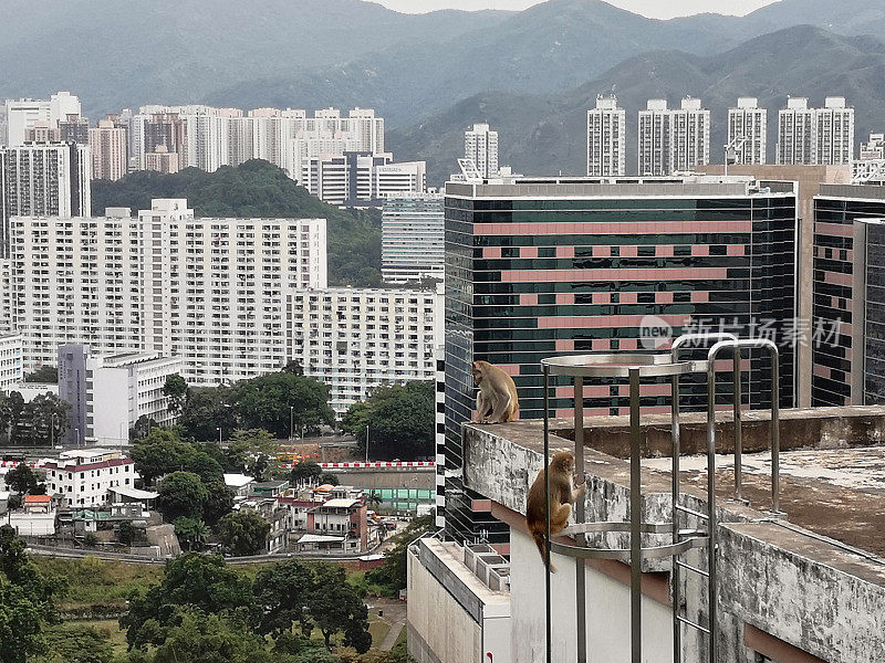 一幢俯瞰香港沙田城的建筑物上的猴子