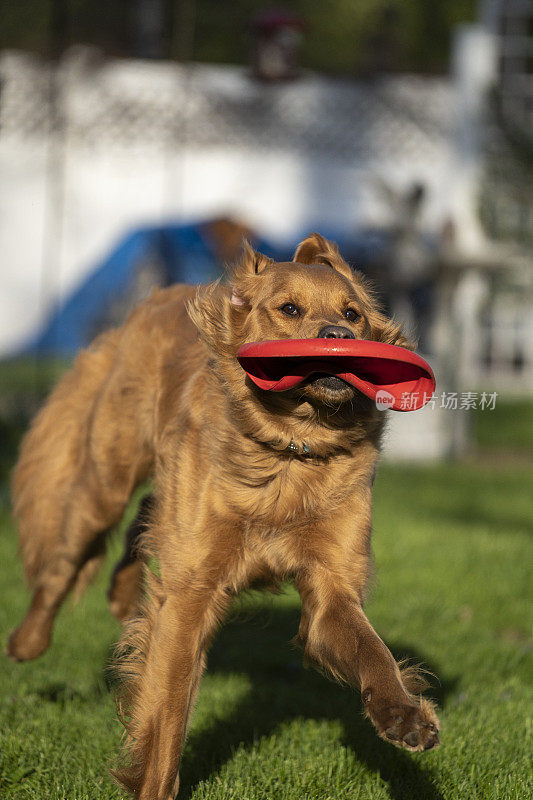 金毛猎犬与玩具奔跑
