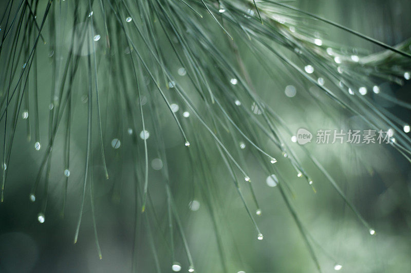 松树叶子上的雨滴