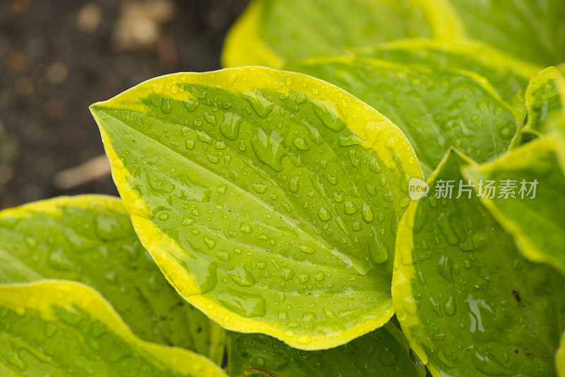 年轻的叶玉簪属草本植物。雨中植物的叶子