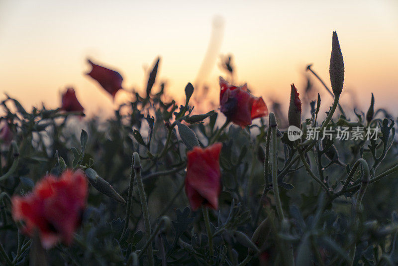 红色的罂粟在田野，天空和云。红红的花和夕阳。红色罂粟花