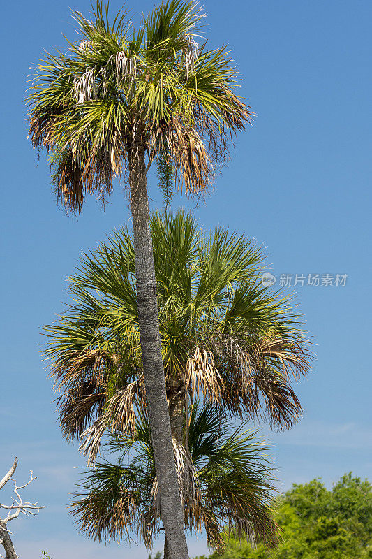三棵卷心菜棕榈树的顶部随着天空的蔚蓝而越来越高