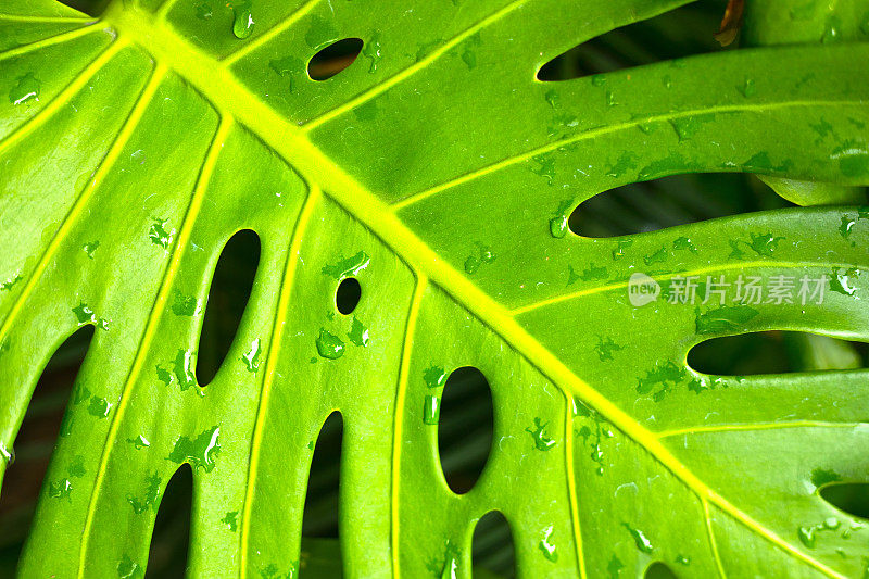 巨大的热带树叶和雨滴的细节