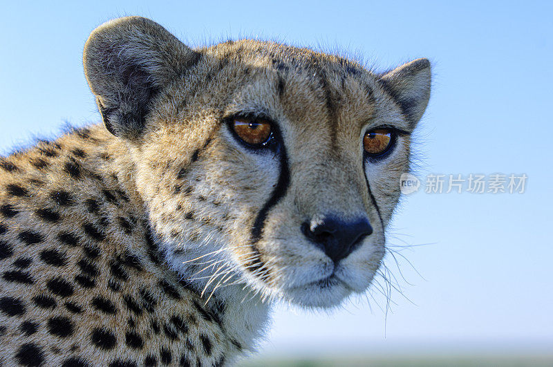 野生猎豹坐在Safari车顶的特写