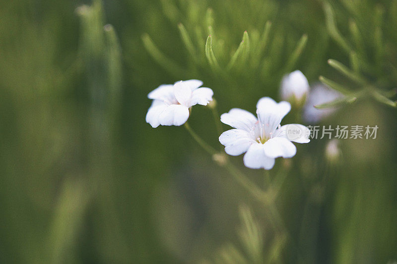 Gypsophila植物正在开花