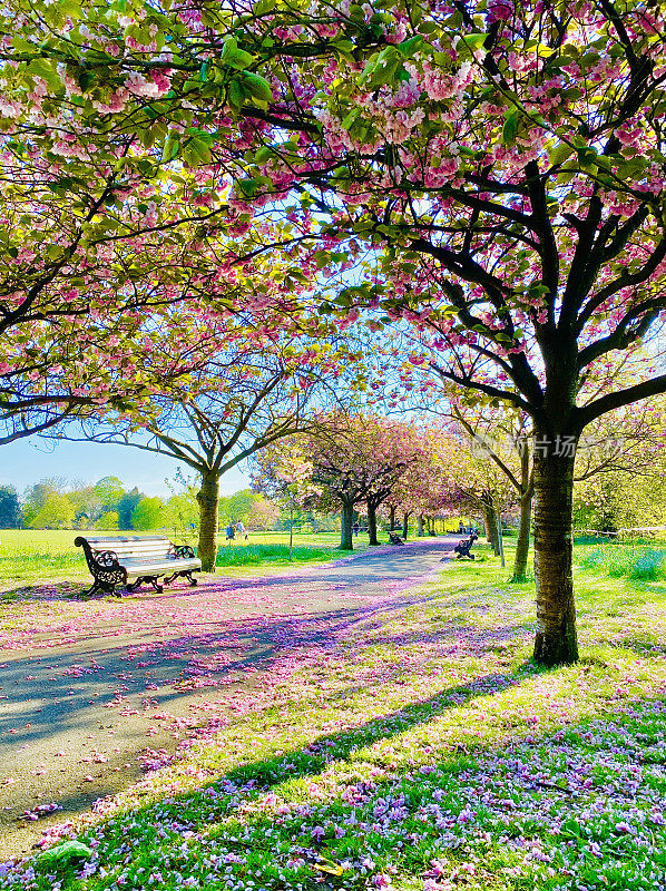 春天的格林威治公园