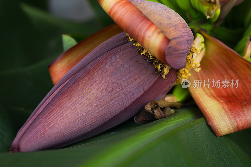 泰国的紫香蕉花