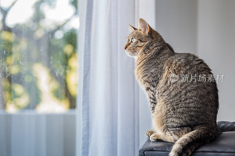 警报的猫