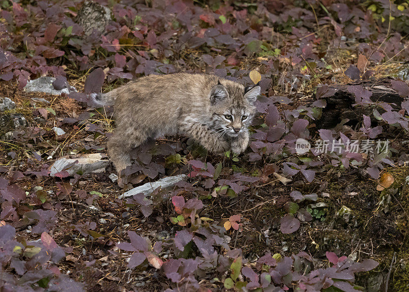 山猫小猫自然秋季设置的树叶圈养