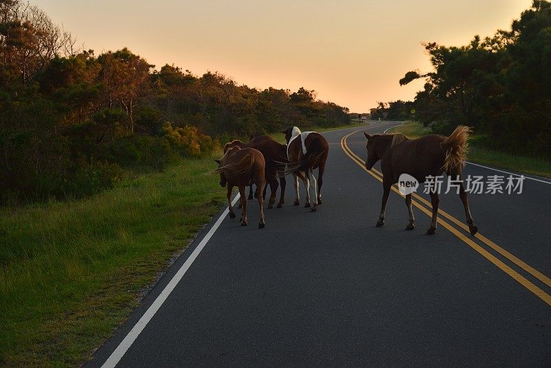 黎明时分，阿萨提格的小马在路上――I