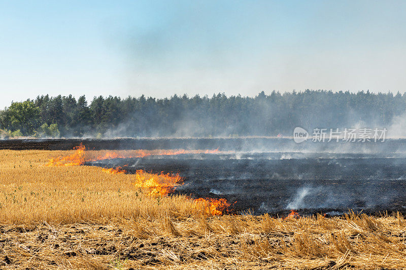 森林附近的麦田在收割后发生的野火。由于干旱气候变化，炎热天气和环境污染，燃烧干草甸。用天然灰分肥料使土壤肥沃