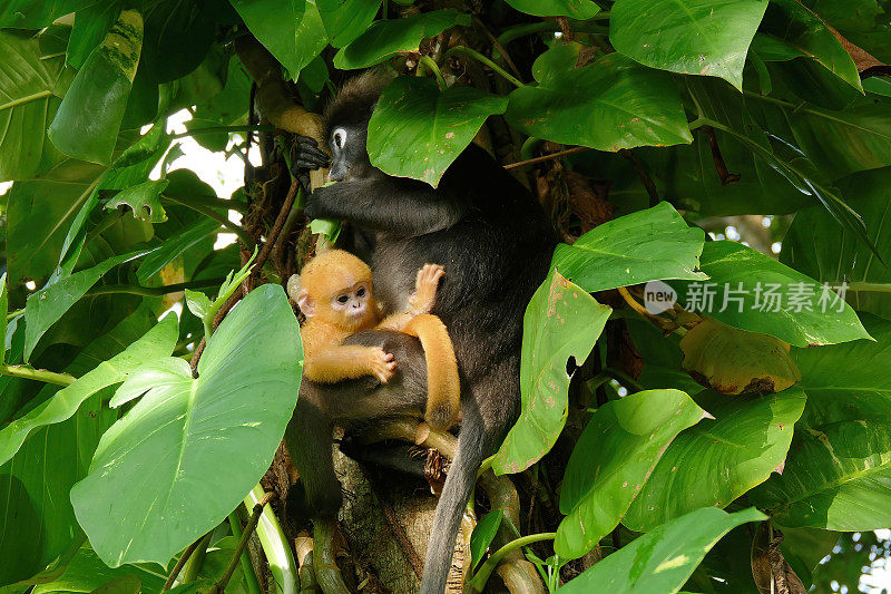 母叶猴和幼叶猴