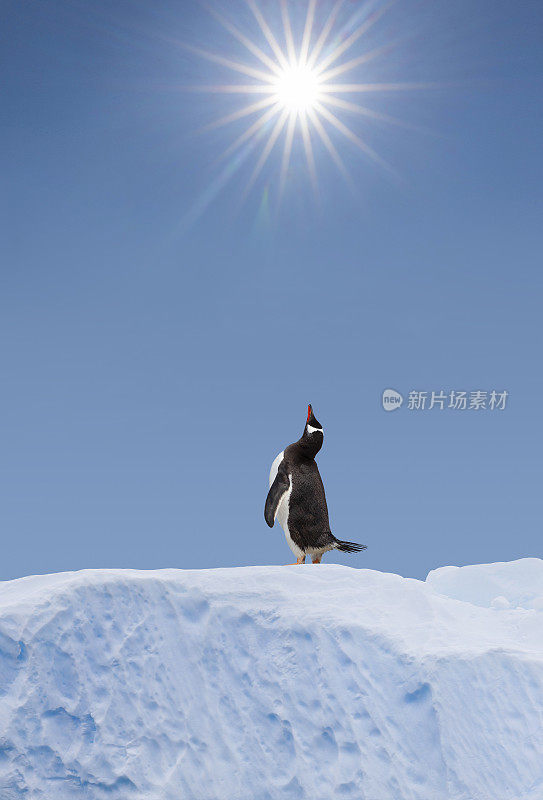炎炎烈日下，南极巴布亚企鹅在帕尔默群岛港口