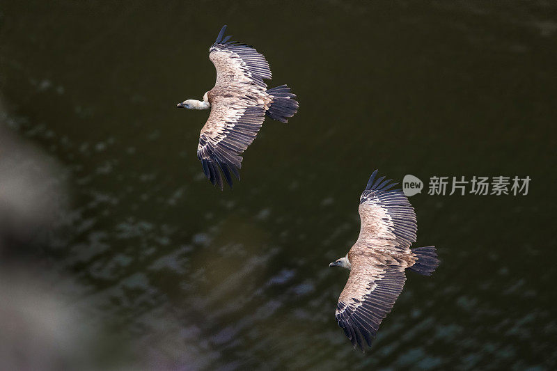 两只兀鹫在野外水上飞行。