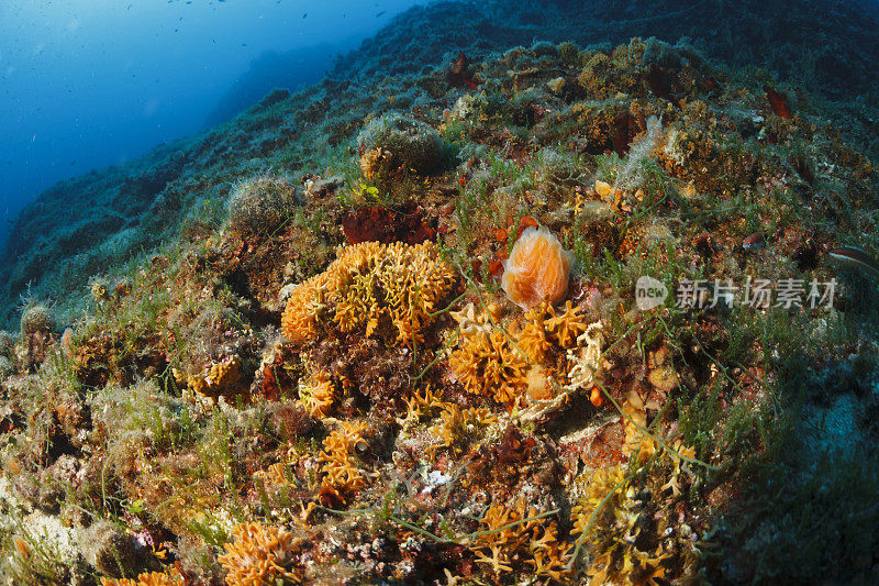 水下橙色柳珊瑚深海海洋生物地中海海洋水肺潜水员的观点