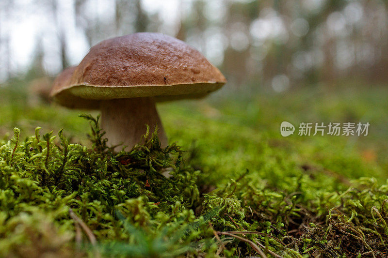 森林中的苔藓中有一种大的海湾蘑菇