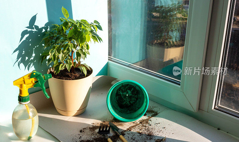 春耕室内植物，唤醒室内植物到春天。在家里窗户上的新盆里重新种一株植物