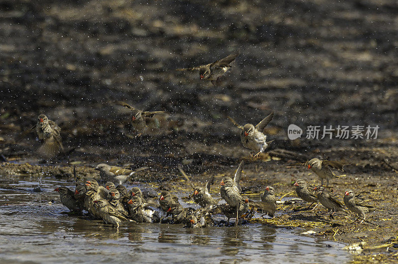 红嘴奎利亚，奎利亚奎利亚，丘比国家公园，博茨瓦纳，雀形目，龙虎科。飞到池塘里喝水。飞禽饮水，滴水相随。
