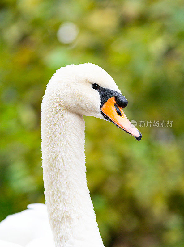 天鹅特写照片