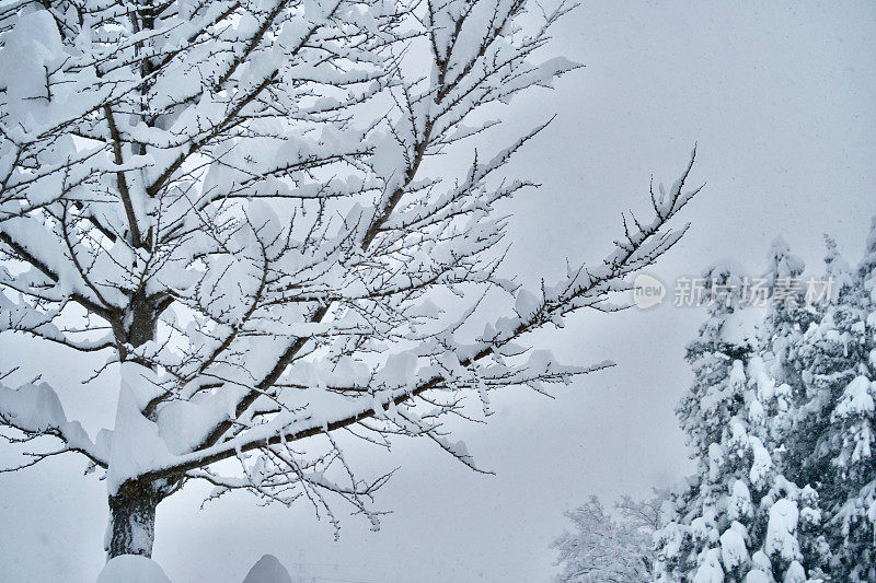 树被大雪覆盖