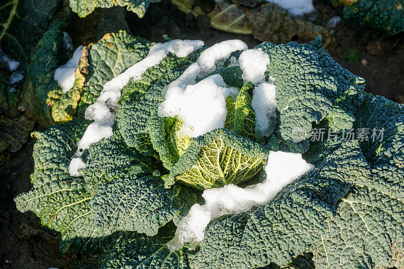 萨伏伊卷心菜和雪