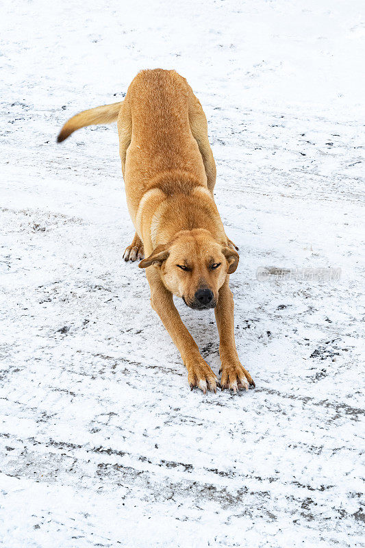 流浪狗妈妈深情地望着雪地上的街道
