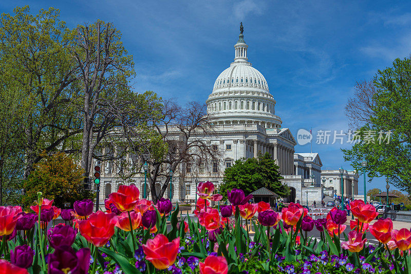 红花蓝天的美国国会大厦，华盛顿特区。