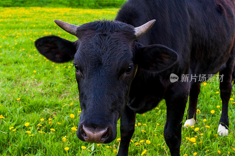 一头黑牛在村子附近的草地上吃草。