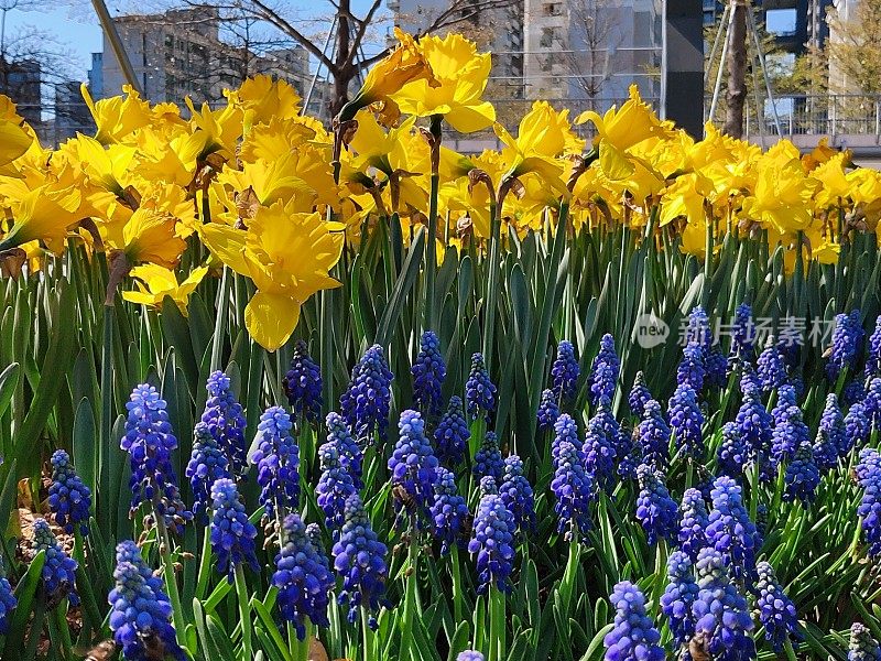 花园里的麝香花