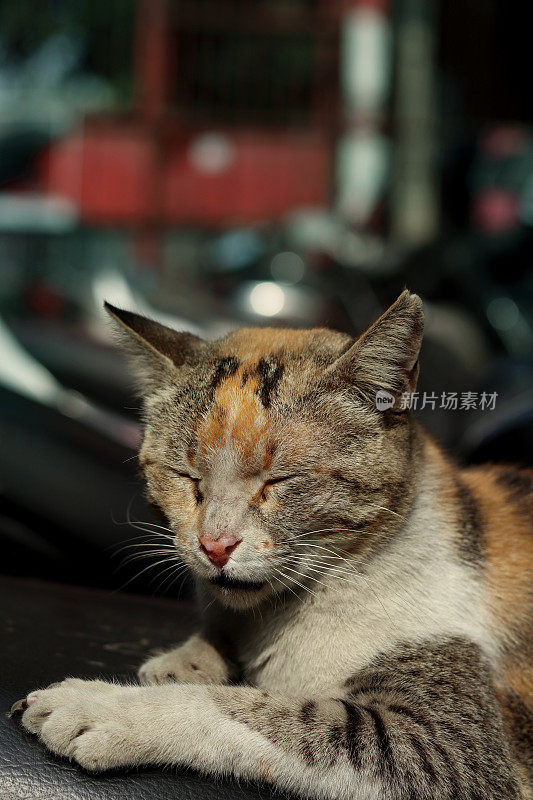 睡觉的猫，脸部特写