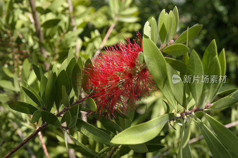 红柑橘瓶刷式花头