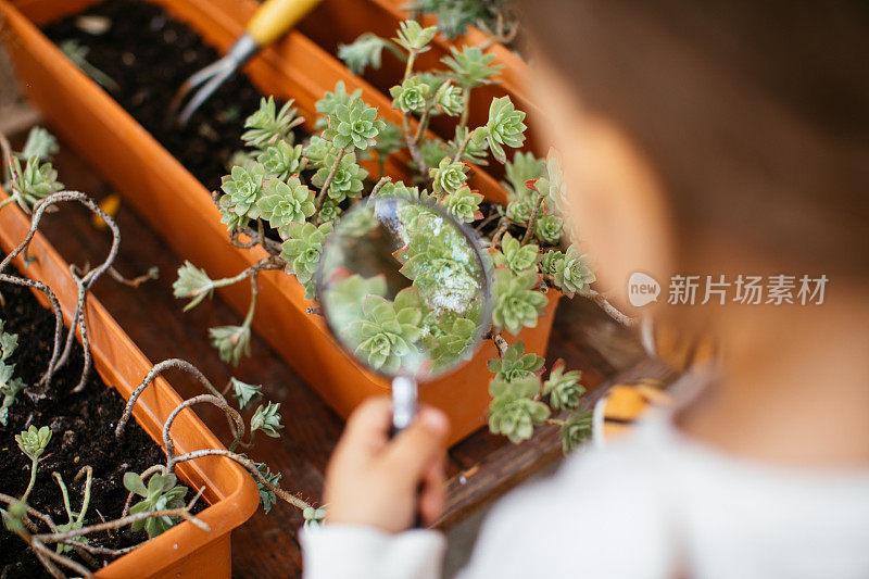 用放大镜看多肉植物的女孩