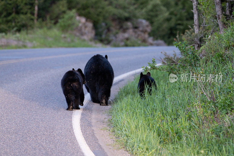 公路上的黑熊妈妈(母猪)带着幼崽