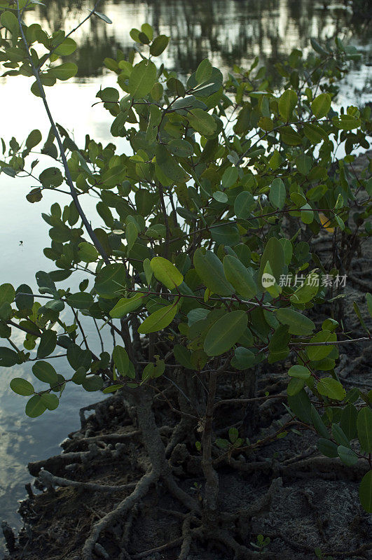 红树林植被。