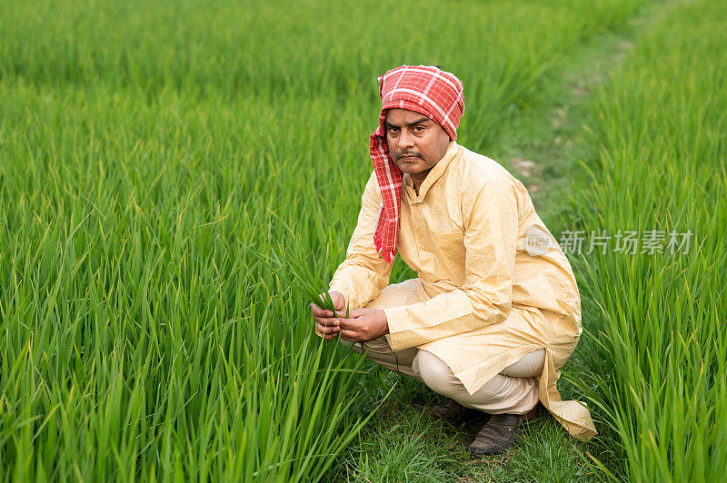 印度农民坐在绿色农田的地上，手里拿着稻谷或小麦。