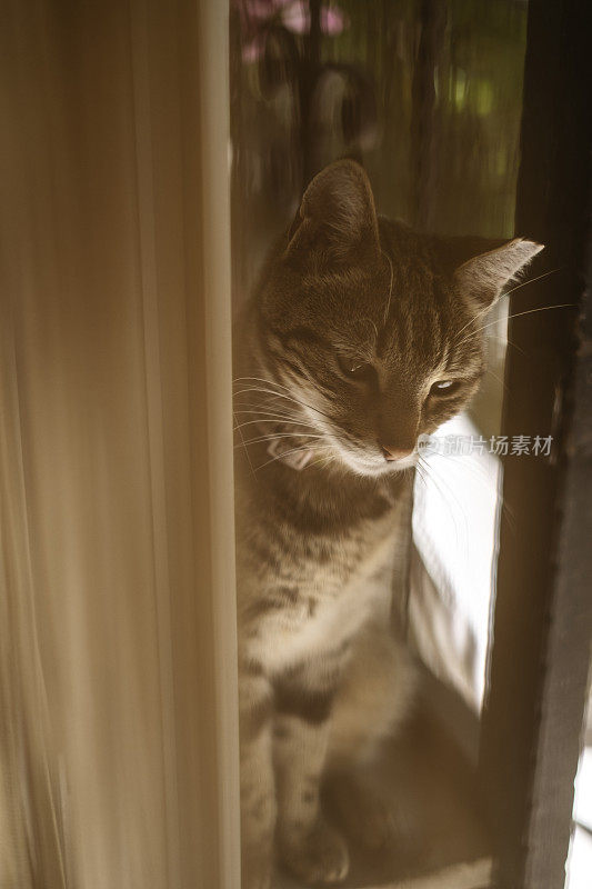 阳台上的野猫越来越近了