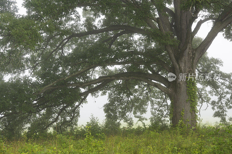 雾气蒙蒙的早晨，福吉谷国家历史公园的一棵橡树