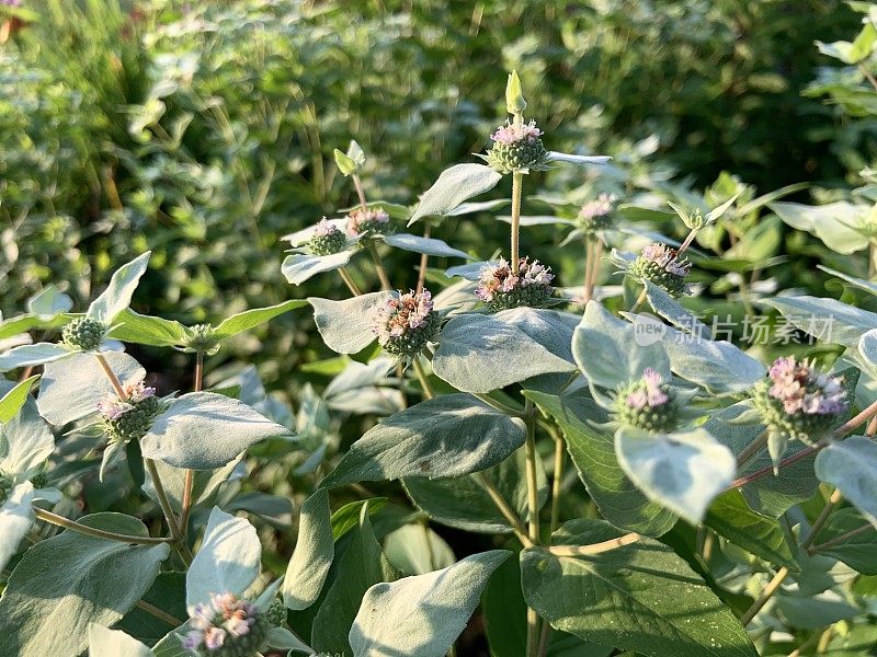 山薄荷是一种传粉者