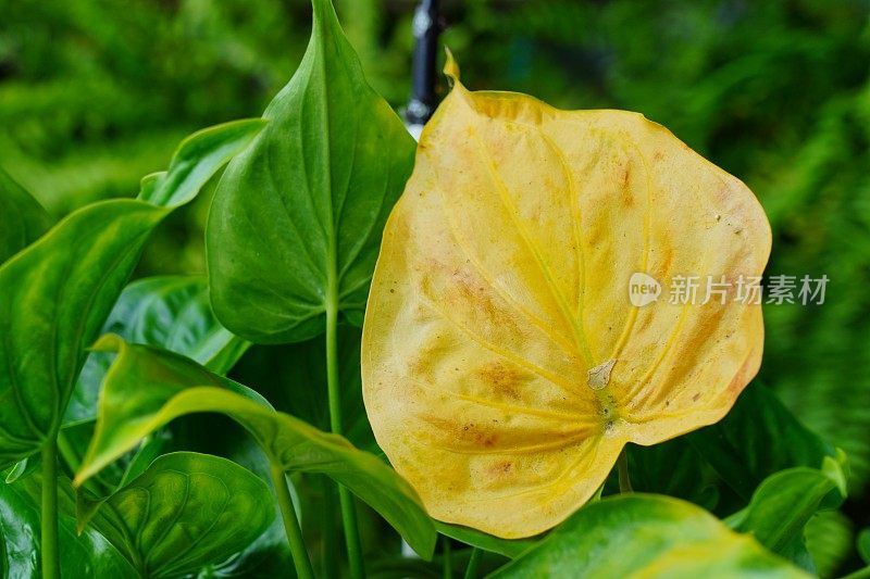 黄绿色海参叶植物