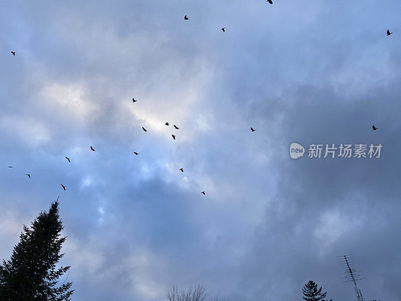 乌鸦在暴风雨的天空中飞翔