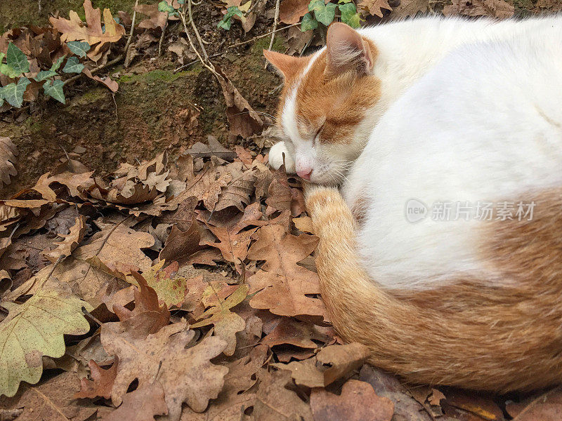 睡在森林里秋叶上的猫